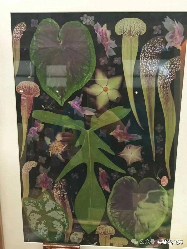 好玩又时尚！这些植物手工艺品你都见过吗？